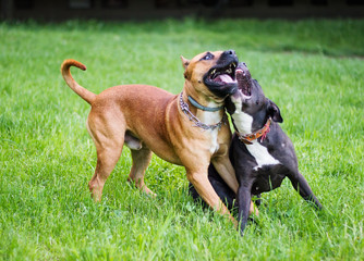  Two staffordshire terriers playing on a grassy meadow