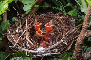 close up of three newborn baby bird in nest