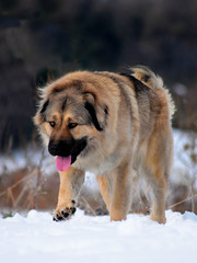 Shepherd of the caucasus dog portrait