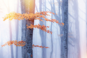 Autumn foggy forest