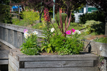 Flowers Along The Inlet