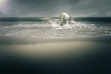 Ours blanc sur plage et mer - obrazy, fototapety, plakaty