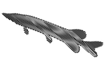 pike silhouette vector, (Esox lucius), 
