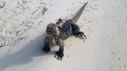 Wild iguanas at one small island in Cuba 