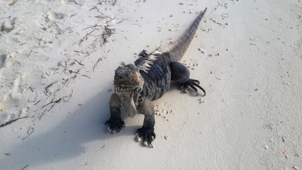 Wild iguanas at one small island in Cuba 