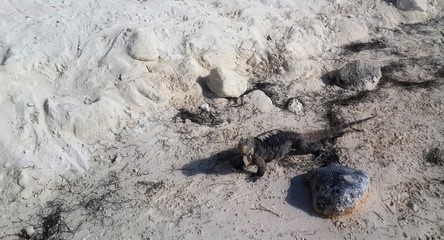 Wild iguanas at one small island in Cuba 