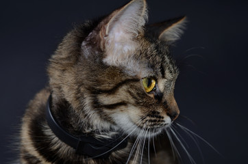 Portrait of a beautiful adopted gray cat with bright yellow eyes on a blak background. Low key photo