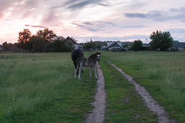 Summer rural landscape with horse and foal,
