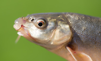 Head of a fish with a mustache