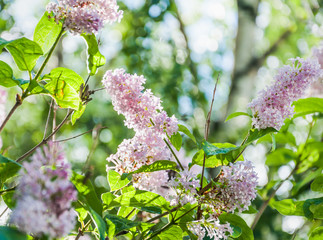 Blooming pale pink Syringa josikaea, the Hungarian lilac
