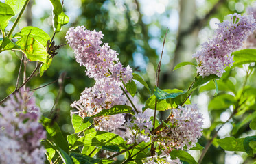 Blooming pale pink Syringa josikaea, the Hungarian lilac