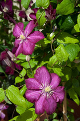 The clematis viticella Royal Velours flowers