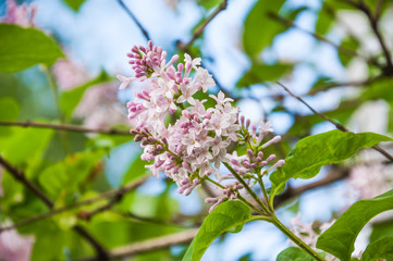 Obraz premium Blooming pale pink Syringa josikaea, the Hungarian lilac