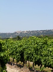 Fototapeta na wymiar vignes en Provence
