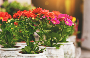 Colorful chrysanthemums in pots in flower shop