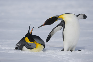 Fototapeta na wymiar Two king penguins squabble while crossing snowy fields of sub-Antarctic island, South Georgia