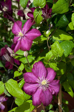 Fototapeta The clematis viticella Royal Velours flowers