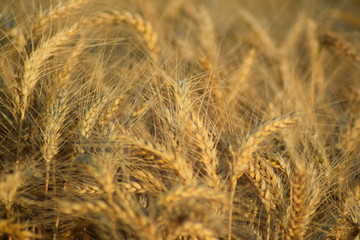 Wheat field right before harvest time 