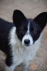 Black and white dog with beautiful eyes