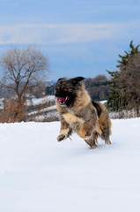 Shepherd of the caucasus dog portrait