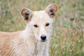 Wild dog with unique ears