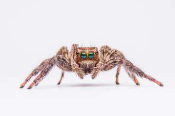 jumping spider © pichit1422
