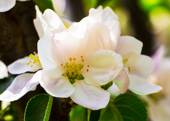 Fototapeta na wymiar Apple tree close-up flowers