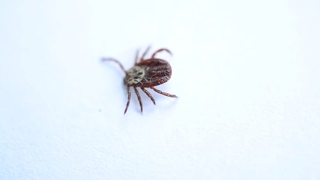 Hard tick lies on its back upside down, turns over, and crawls away on white background. Dermacentor.