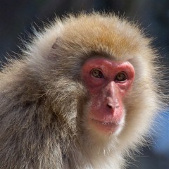 Japanese macaque monkey close-up in Nagano, Japan 