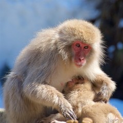 Japanese macaques mother feeding baby in Nagano, Japan 