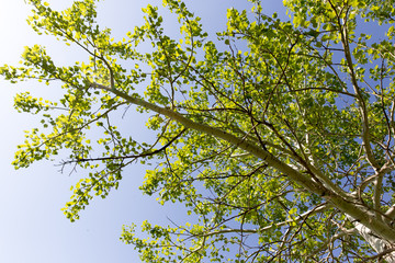 Fototapeta premium Tree with green leaves against the blue sky