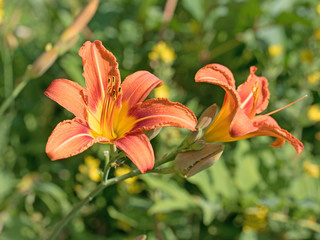 Taglilien, Hemerocallis