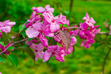 Sakura tree flowers closeup