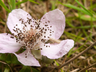 bramble flower rubus fruticosus pink and white close up