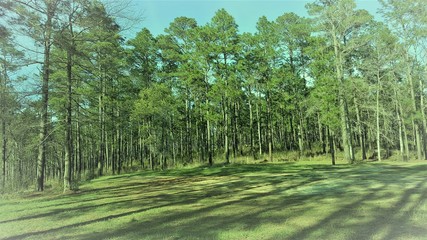 forest