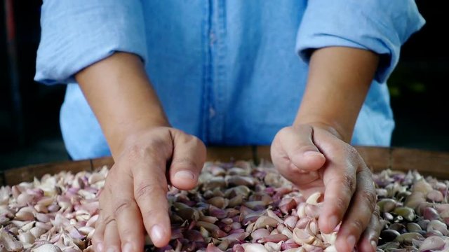 Close-up of asian female showing garlic on her hand