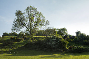 Ash Tree In The Paddock