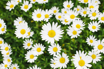 Field of daisy flowers