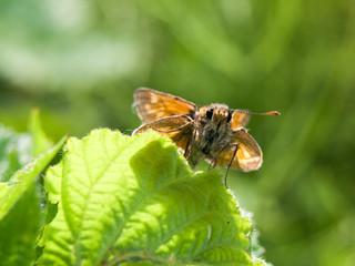 moth outside close up macro