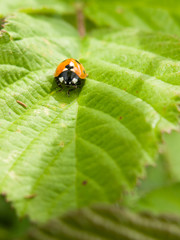 red ladybird spotted on leaf