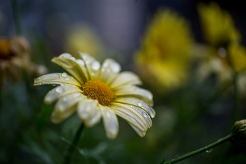 Raindrops on a summer flower.