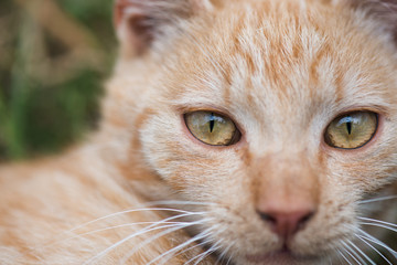 Close-up cat portrait, cat eyes