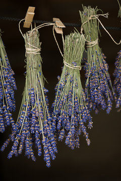 Fototapeta Lavender hanging. Drying process.