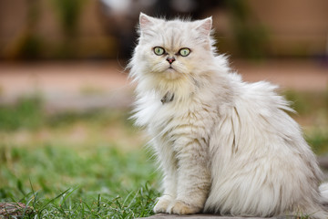 Silver Chinchilla Cat Looking,Thailand.