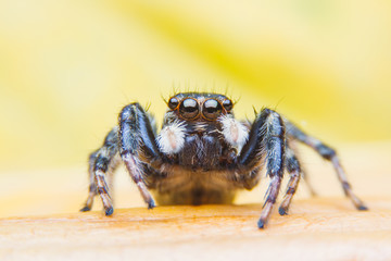jumping spider