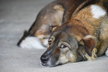 Thai Dog Relaxing And Looking,Thailand.