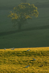 Early morning on farmland in Blackdown Hills AONB (Area of Outstanding Natural Beauty), Devon © Savo Ilic