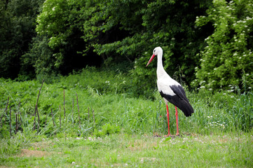 White stork on green meadow