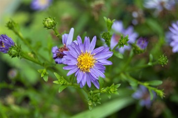Happy Purple Flowers