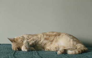 Yellow Orange Tabby Cat Sleeping Covering Eyes